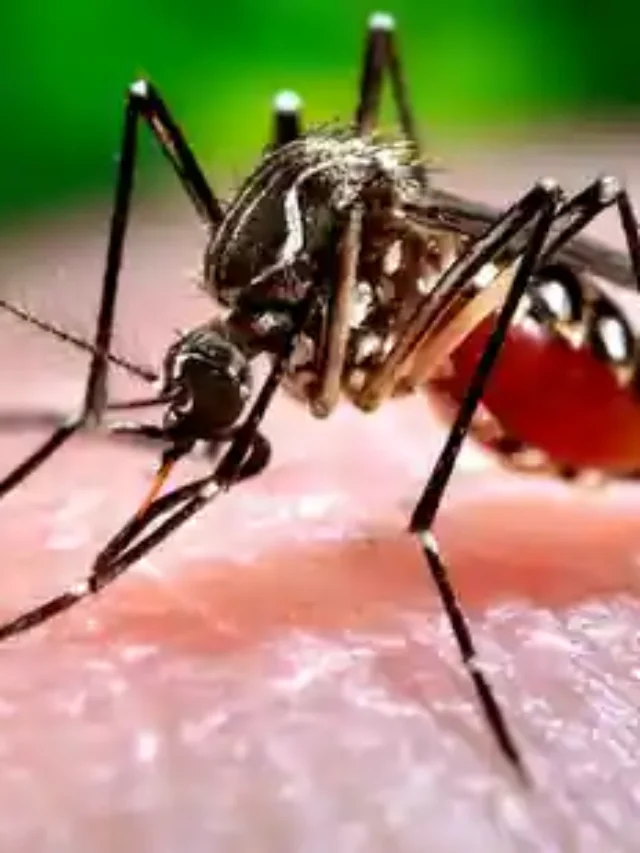 Zika Virus Alert in Pune, Symptoms and Safety